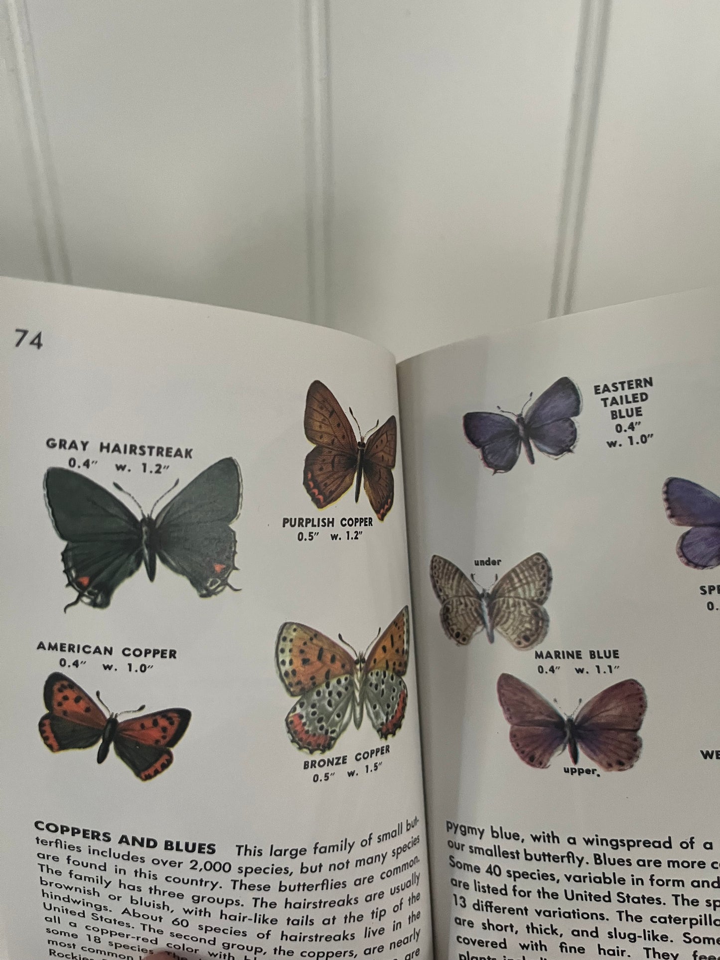 Golden Guide to Insects (1951 Edition) – Pocket Field Book with Color Illustrations