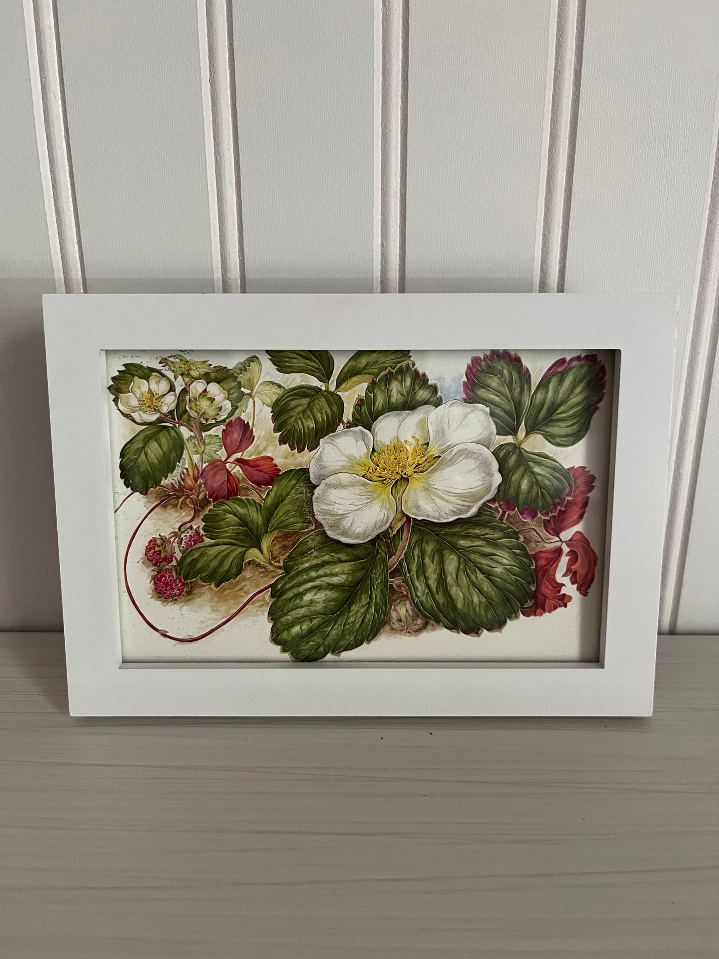 Modern Framed Wild Strawberry Picture Postcard - Botanical Decor, Fragaria chiloensis