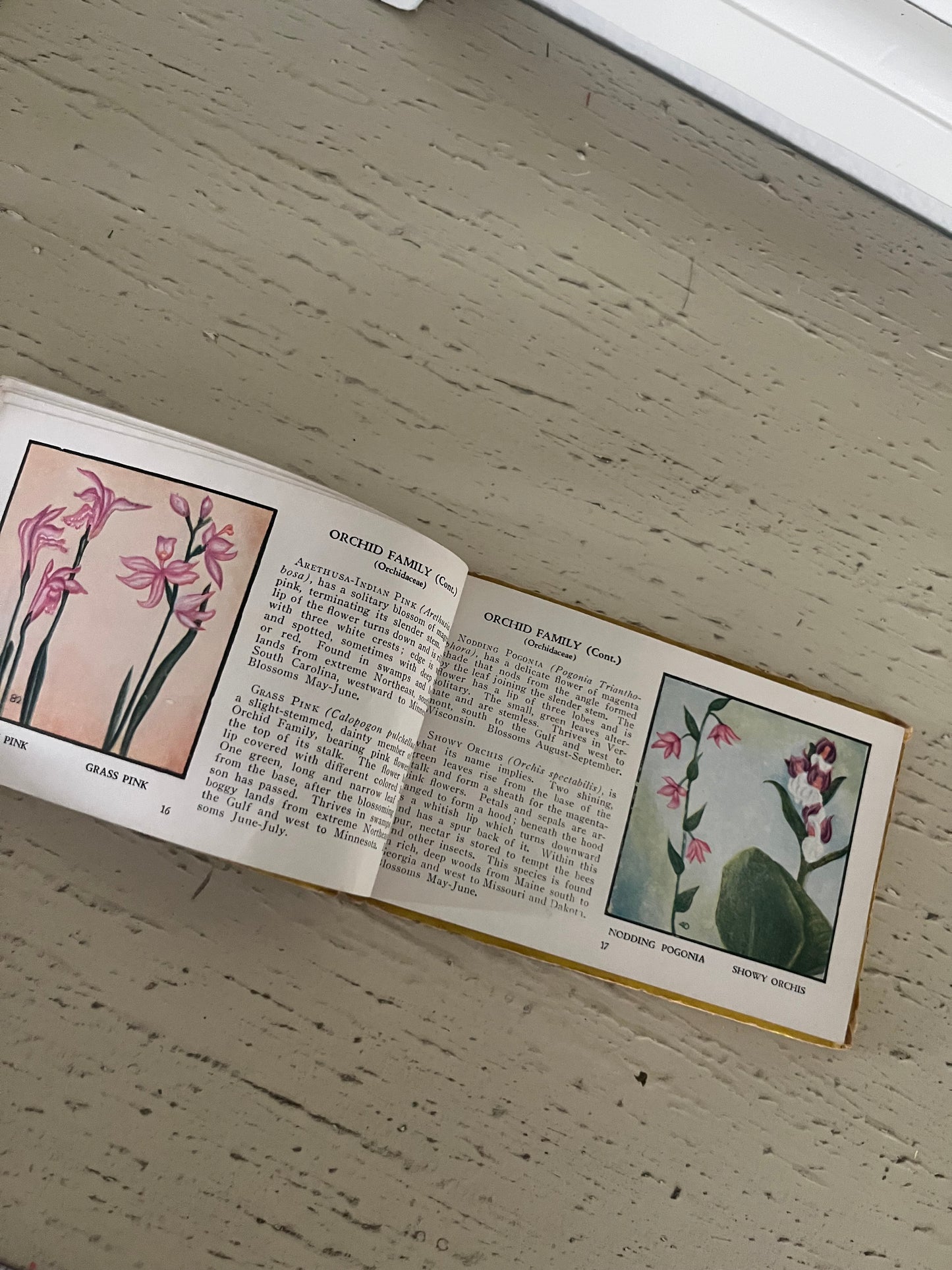 Wild Flowers of America Mini Guidebook – 1930s Illustrated Edition