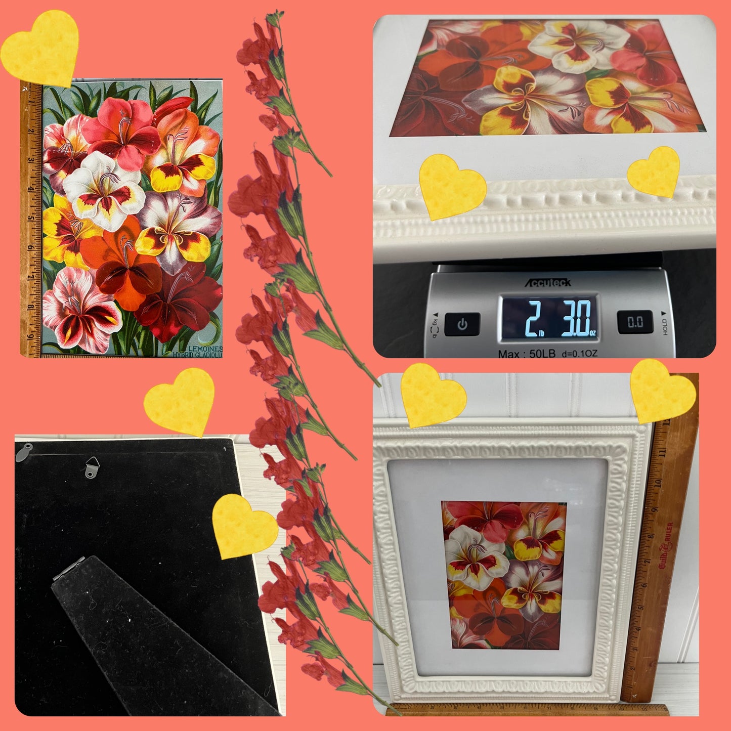 Golden Age of Seed Catalogue Art -Gladiolus Flowers in White Vintage Style Modern Frame